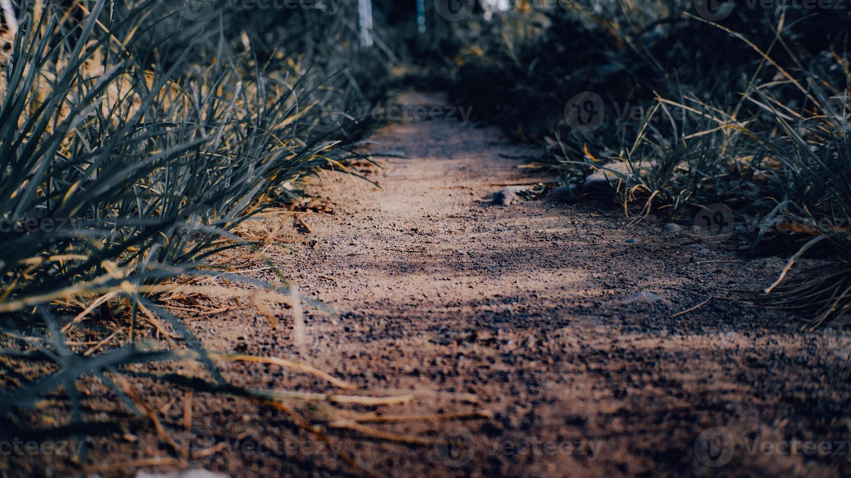 camino en el suelo con malas hierbas foto