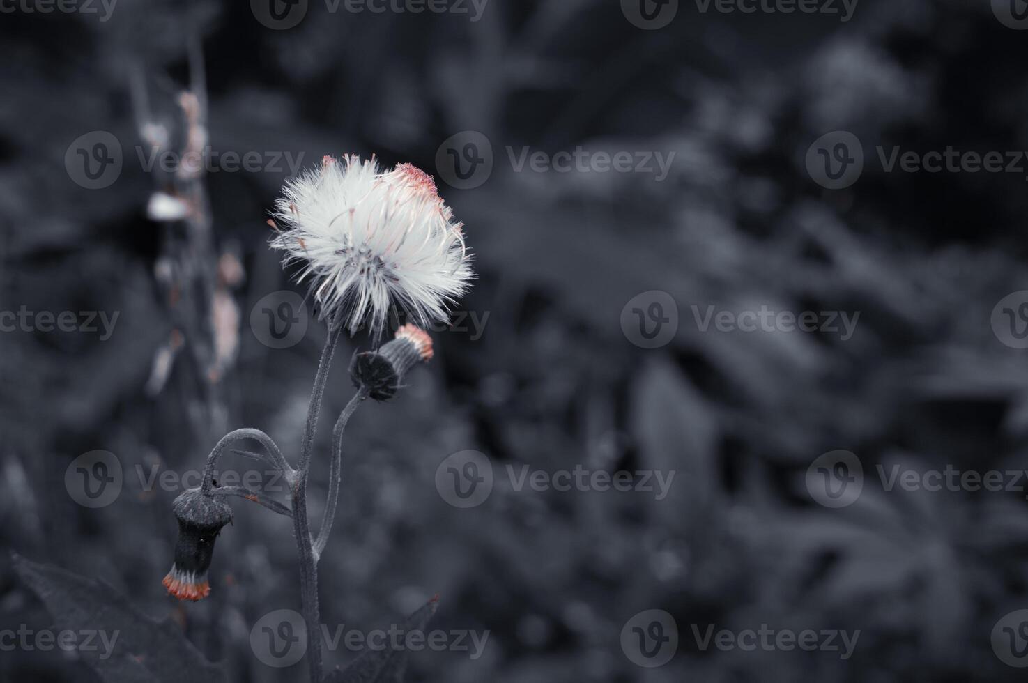 Crassocephalum crepidioides is a white wildflower photo