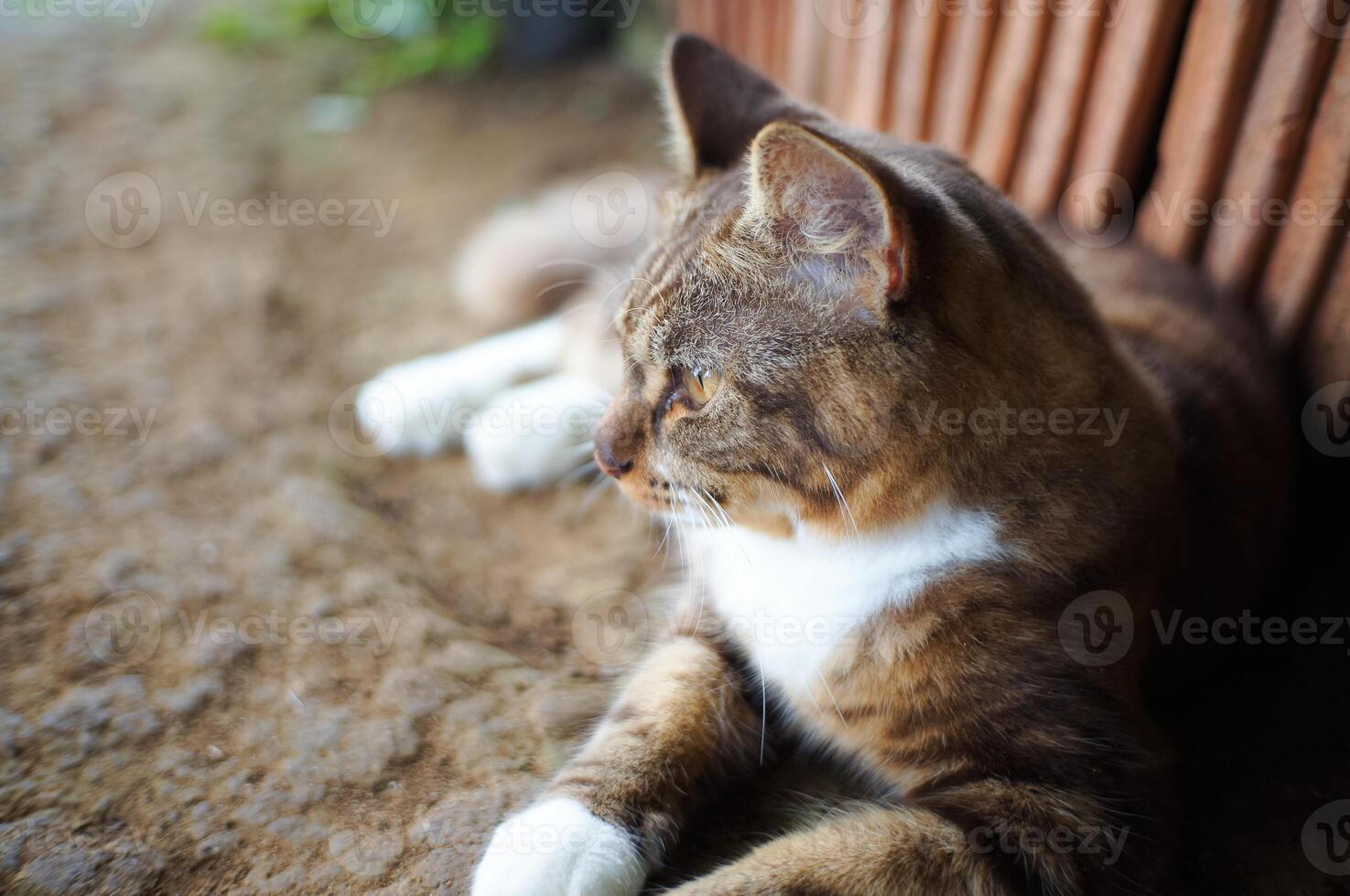 marrón gato es jugando fuera de foto