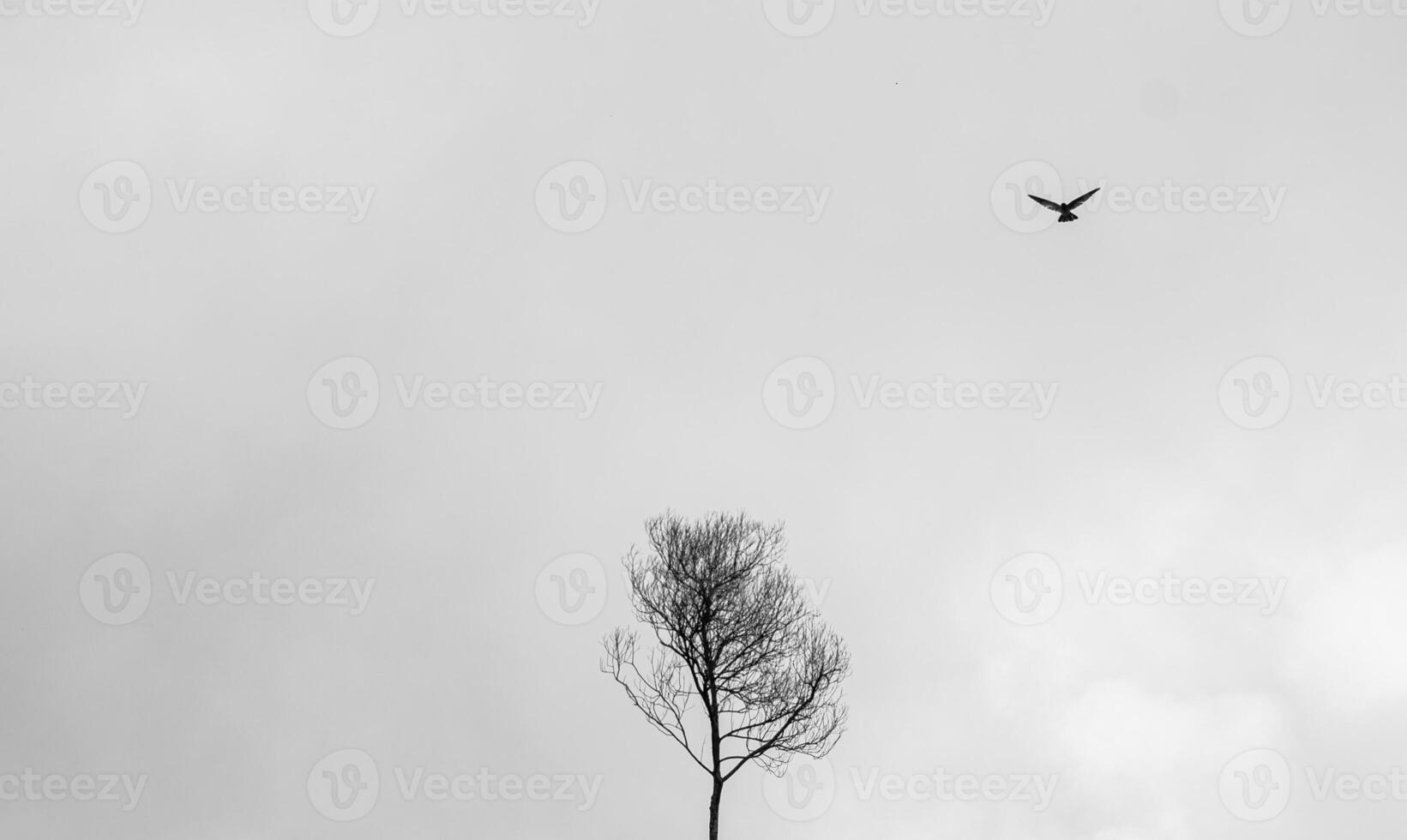 Bare dry trees without leaves with white clouds in the fog photo