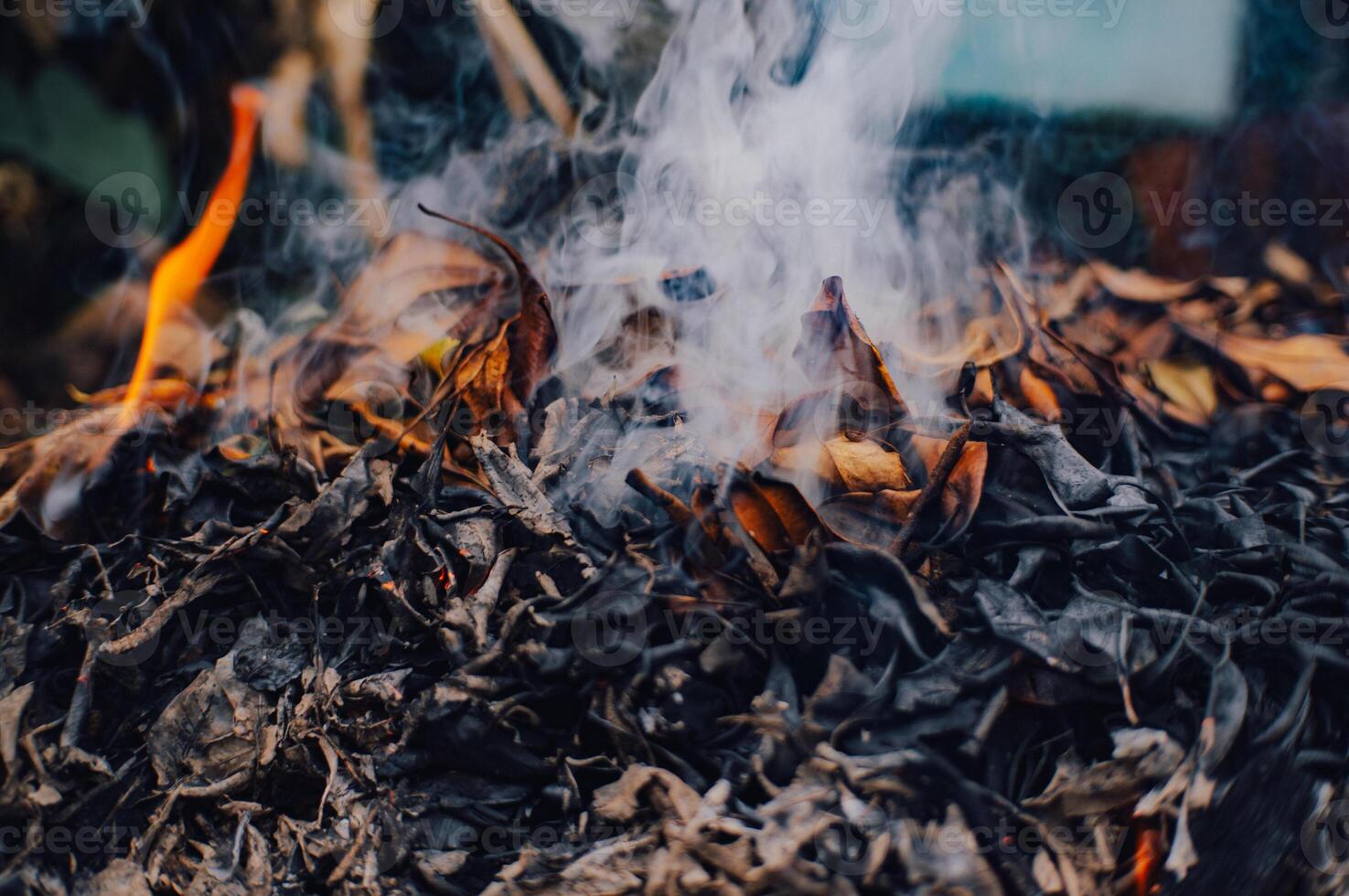 leaves burned in a rubbish incinerator photo