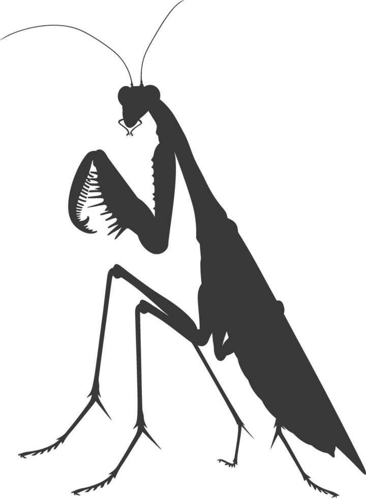 Silhouette mantis animal black color only full body vector