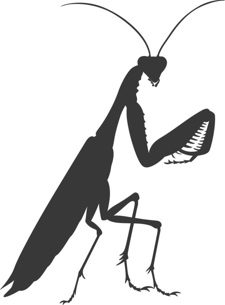Silhouette mantis animal black color only full body vector