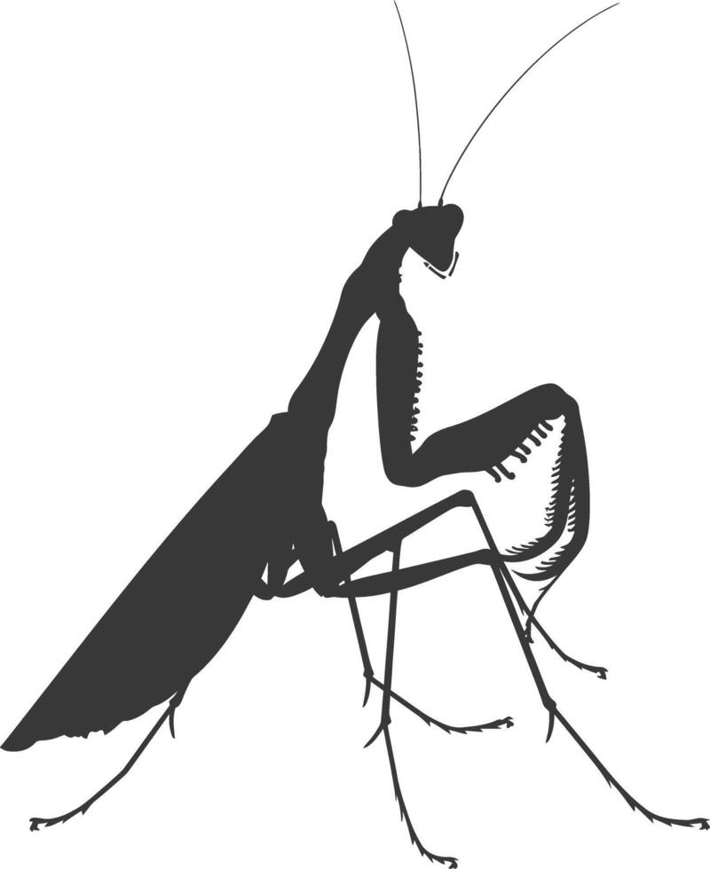 Silhouette mantis animal black color only full body vector