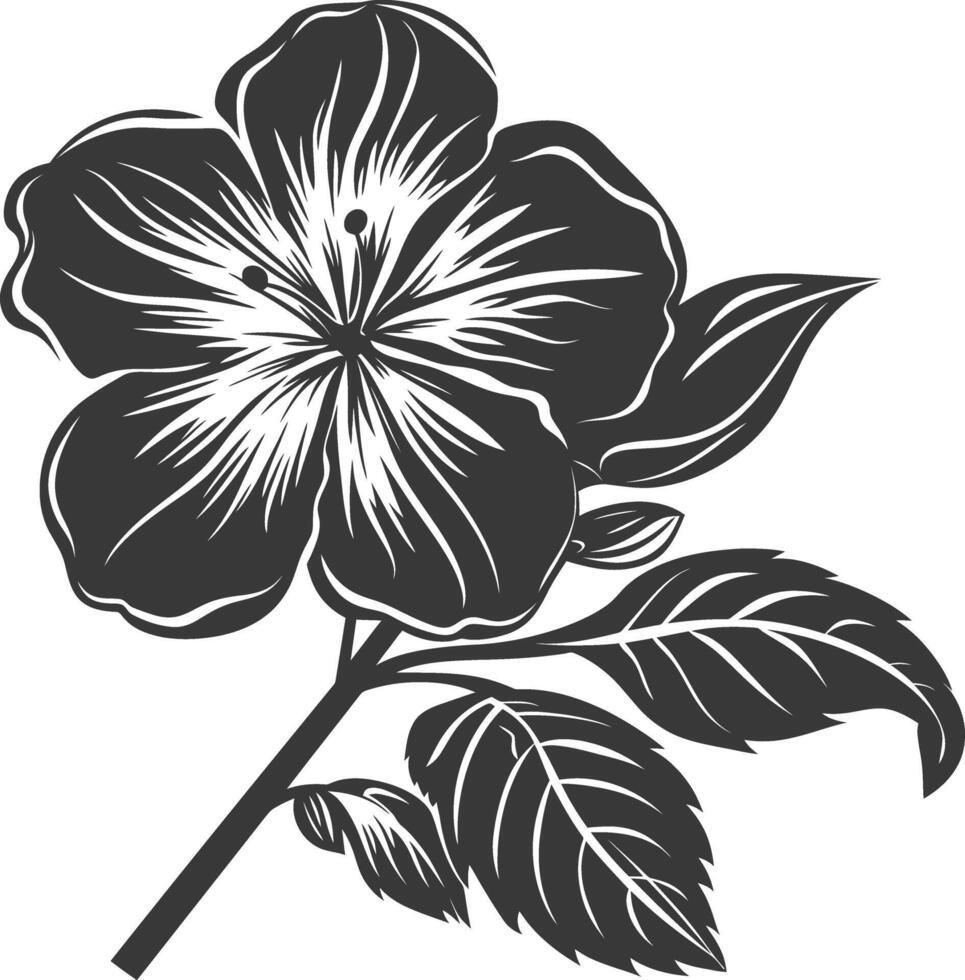 Silhouette periwinkle flower black color only vector