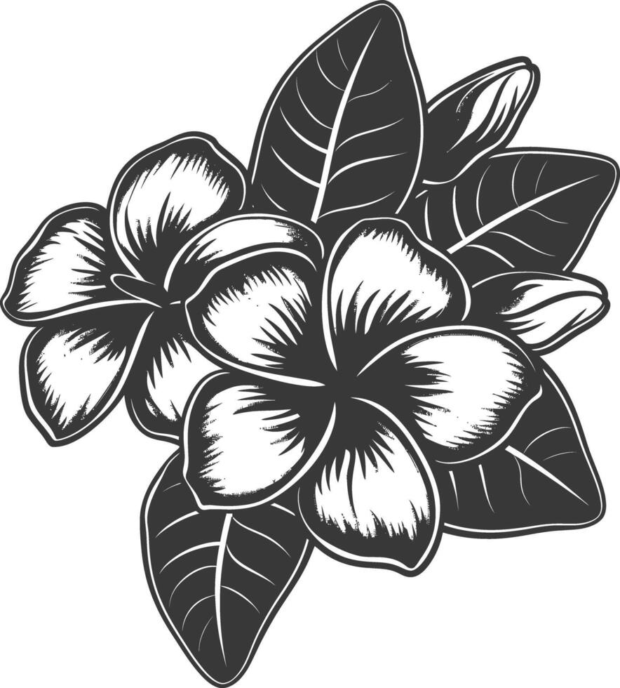 Silhouette plumeria flower black color only vector