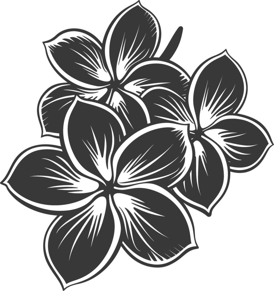 Silhouette plumeria flower black color only vector