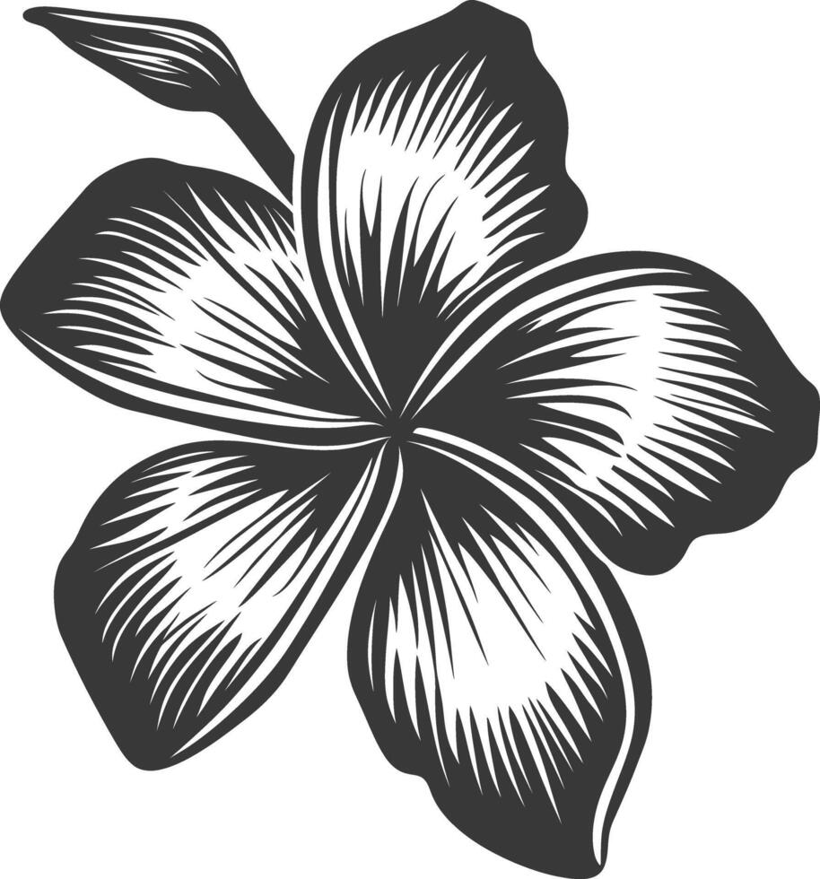 Silhouette plumeria flower black color only vector