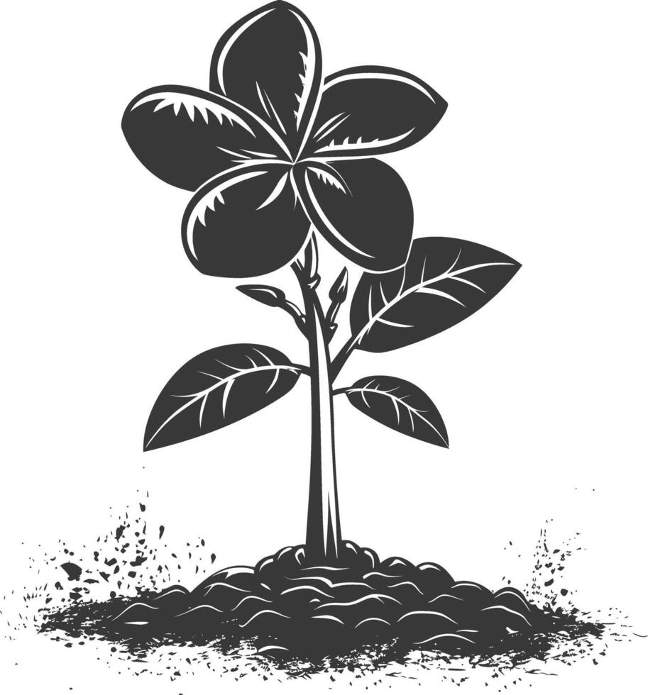 Silhouette plumeria flower in the ground black color only vector