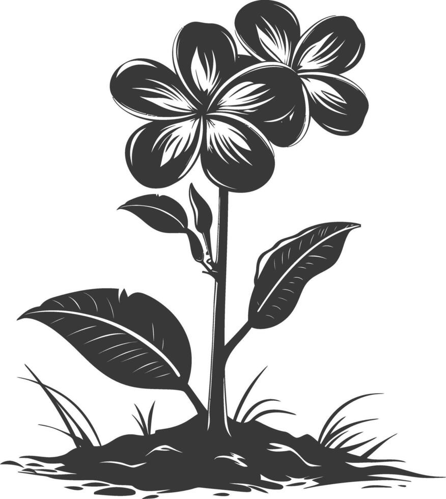 Silhouette plumeria flower in the ground black color only vector