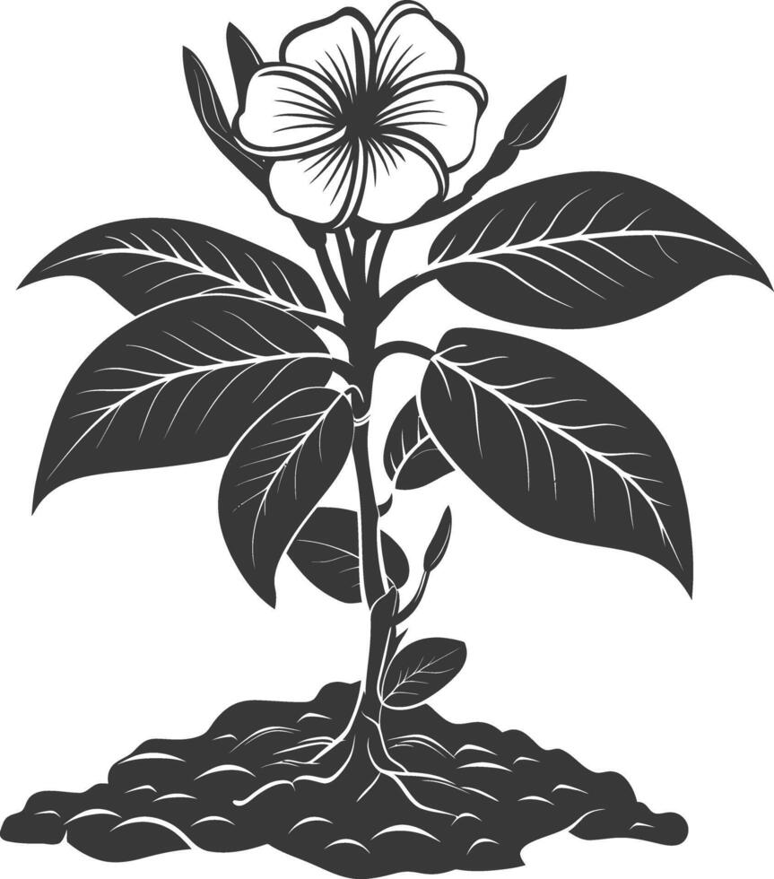 Silhouette plumeria flower in the ground black color only vector