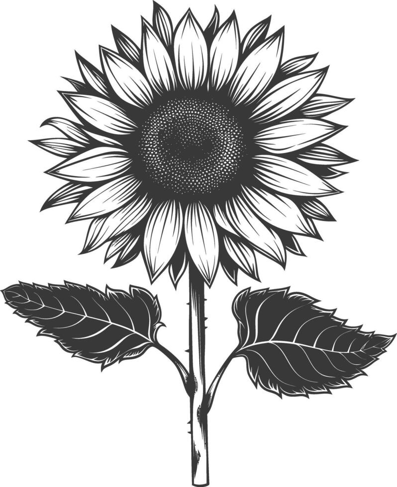 Silhouette sunflower flower black color only vector