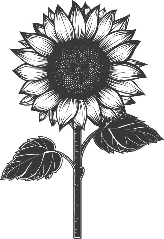 silueta girasol flor negro color solamente vector