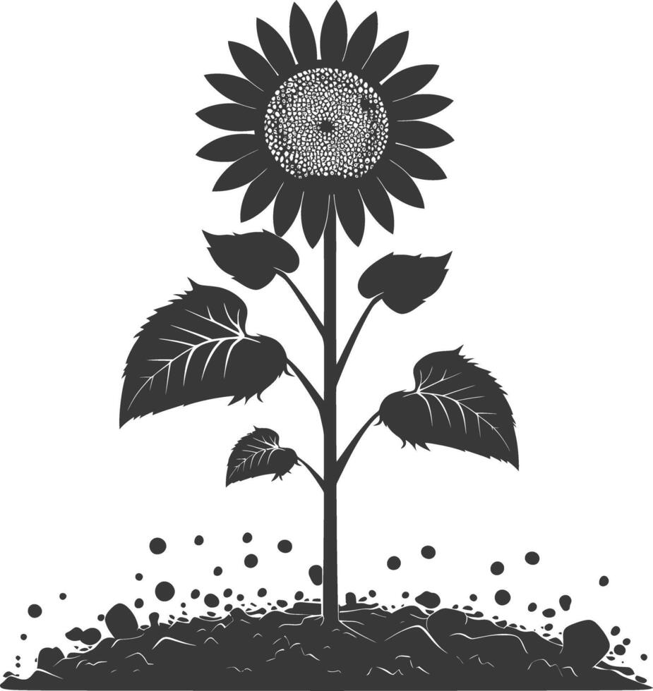 Silhouette sunflower flower in the ground black color only vector