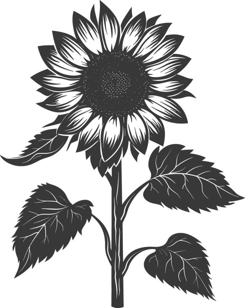 Silhouette sunflower flower black color only vector