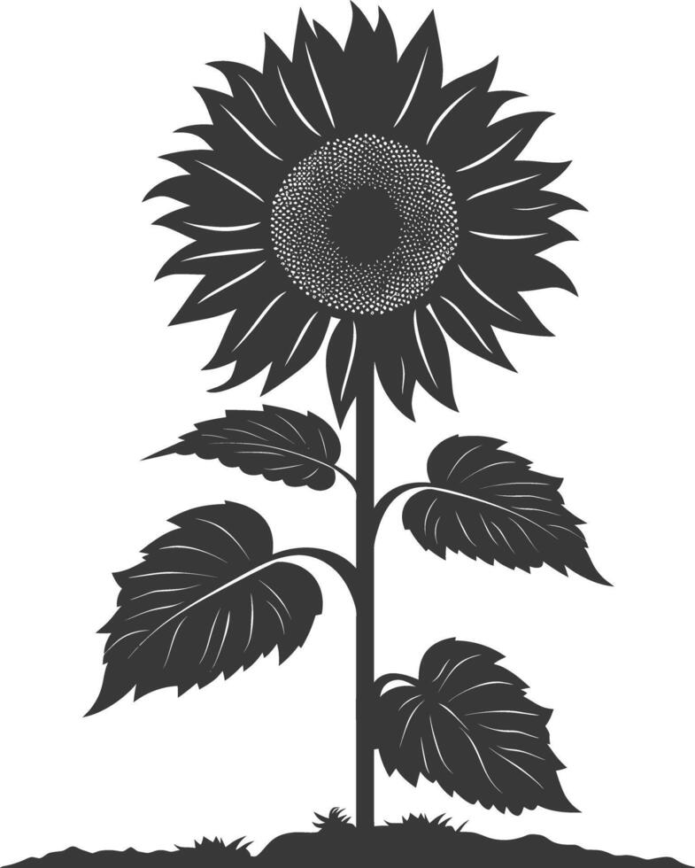 Silhouette sunflower flower in the ground black color only vector