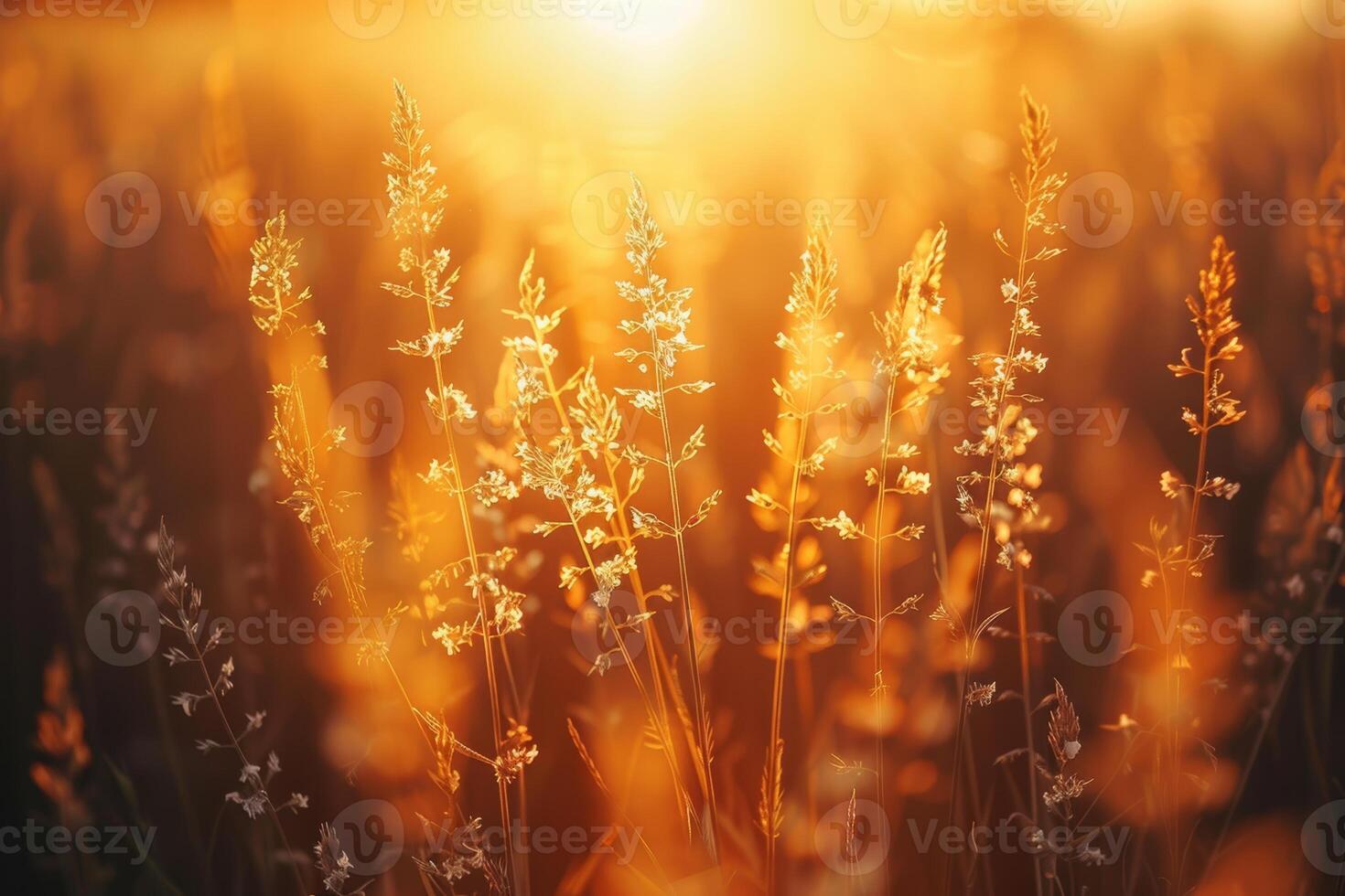 Wildflower or grasses bask in the warm golden hour light of the setting sun creating a peaceful and idyllic natural scene photo