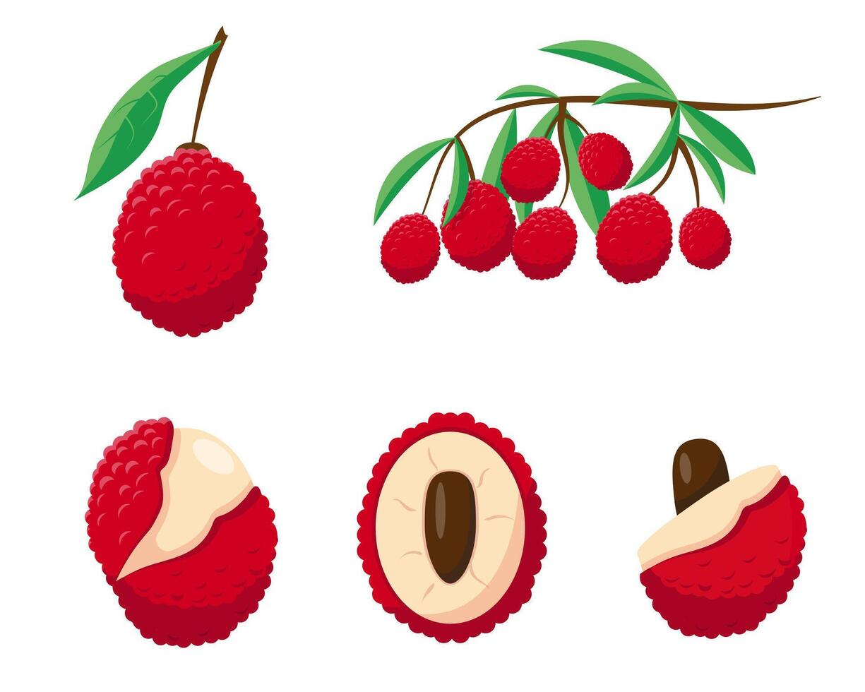 Lychees set isolated on white background. Lychee fresh fruits on the branch, half and pieces. vector