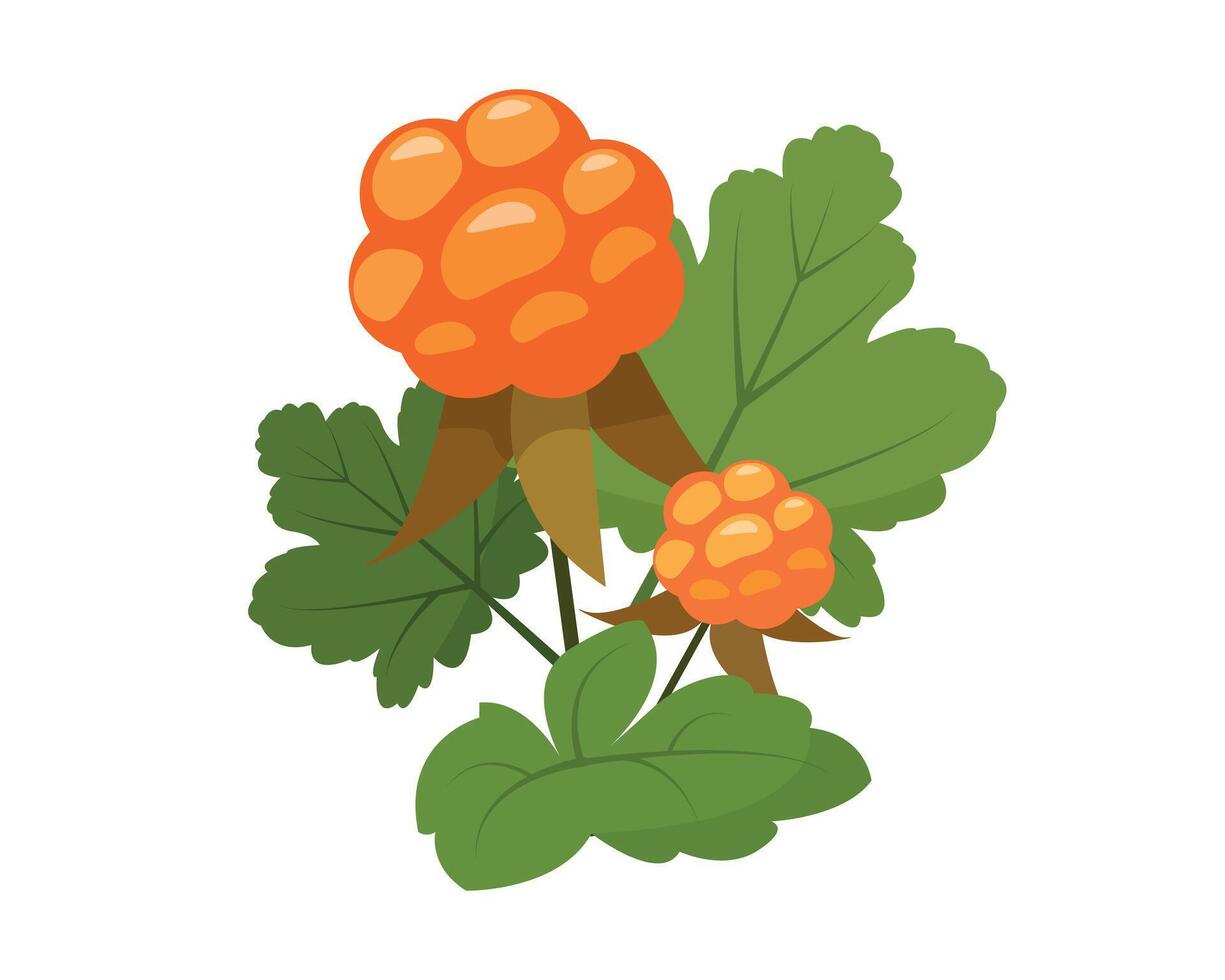 Cloudberry icon isolated on the white background. Orange berries witn green leaves. illustration of medical plants, herbs for nature or healthy vitamin food design. vector