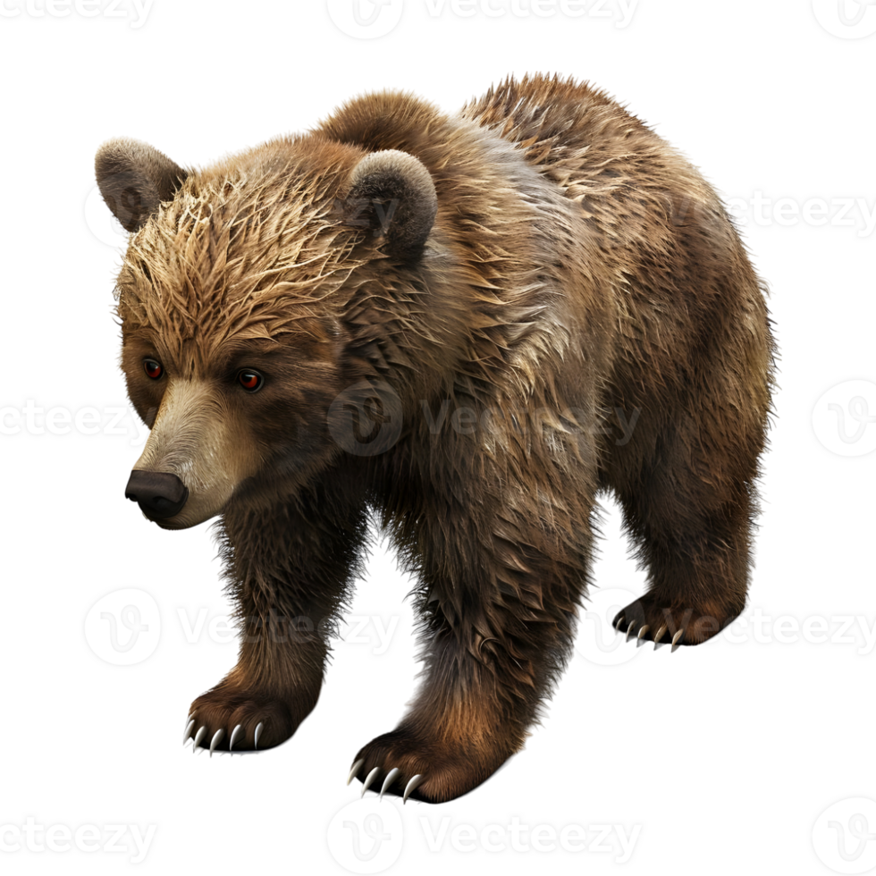 Bear Standing on Transparent background - png
