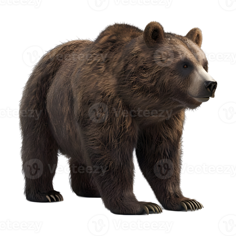 Bear Standing on Transparent background - png