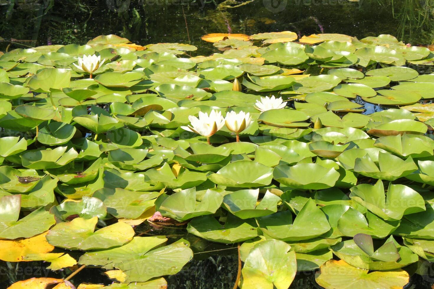 White water lily in full bloom, surrounded by lily pads in a tranquil pond. The lily is a symbol of purity and beauty, and the calm water reflects the serenity of the scene photo
