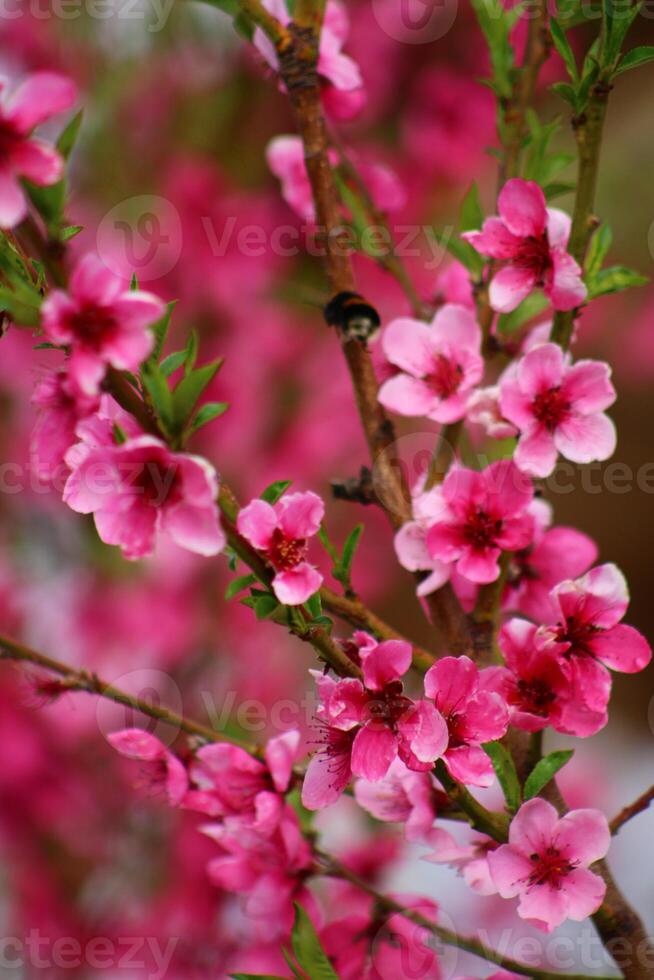 spring background. flower of peach fruit. a tree with pink flowers that are blooming photo