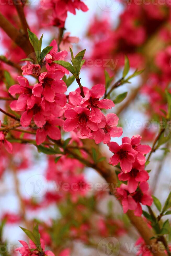 spring background. flower of peach fruit. a tree with pink flowers that are blooming photo