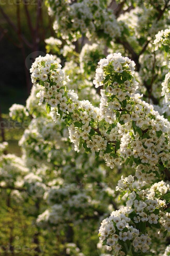 spring background. flower of pear fruit. a tree with white flowers that says spring on it. photo