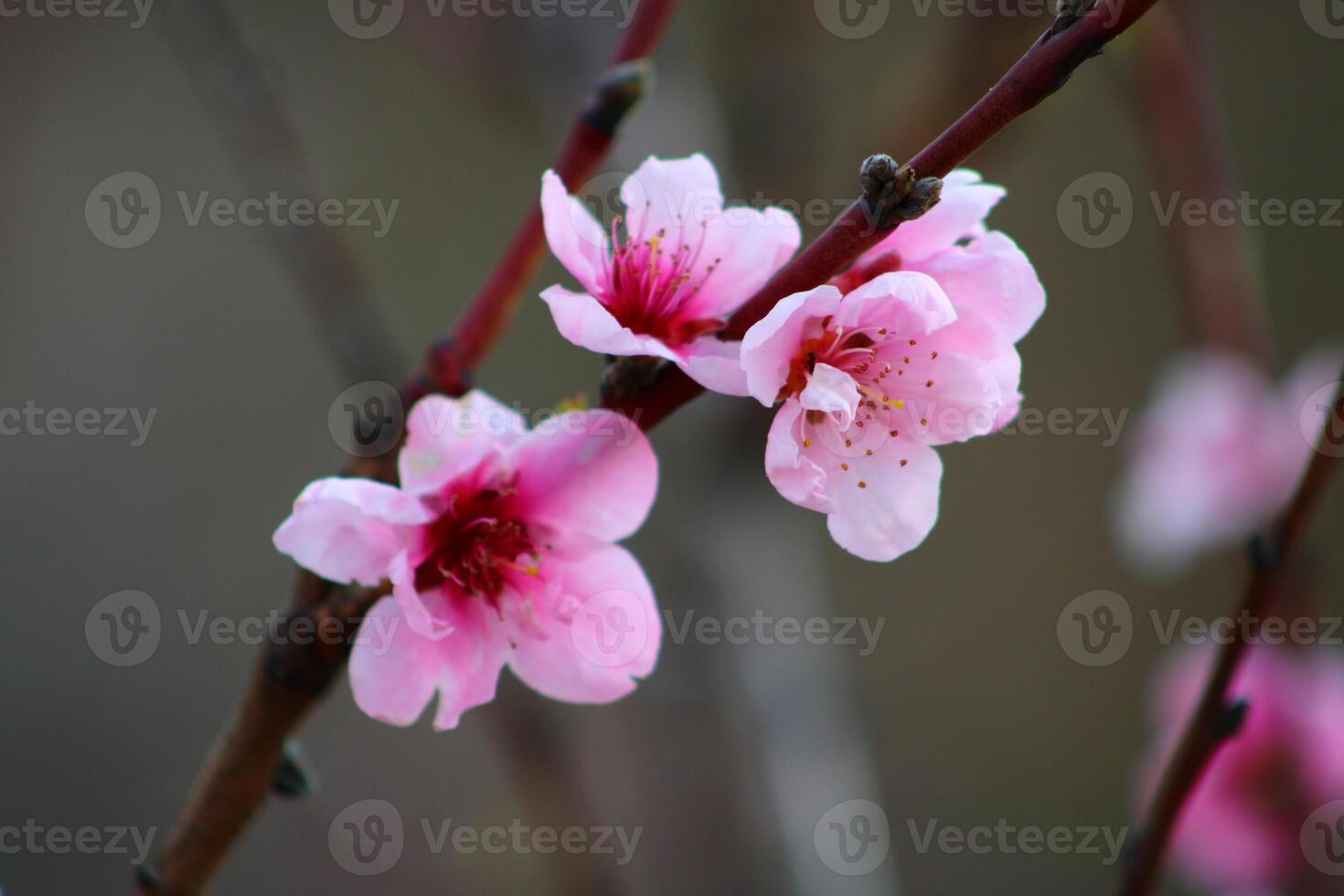 spring background. flower of peach fruit. a tree with pink flowers that are blooming photo