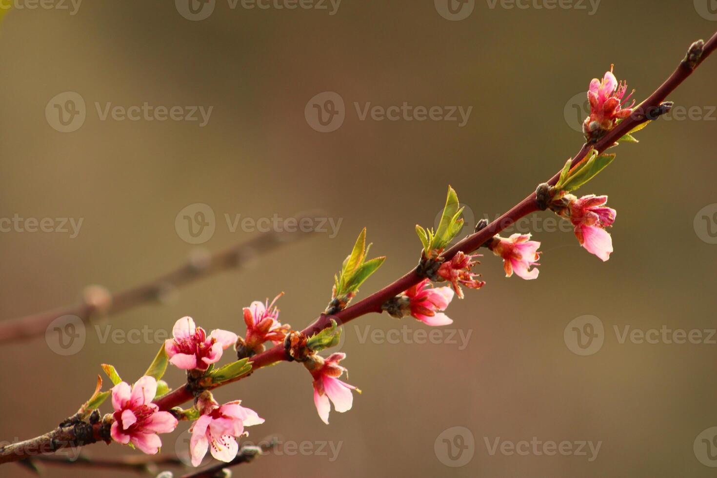 spring background. flower of peach fruit. a tree with pink flowers that are blooming photo