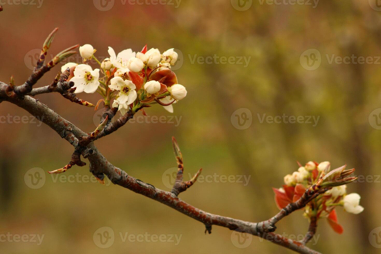 a tree branch with white flowers and a blurry background. photo