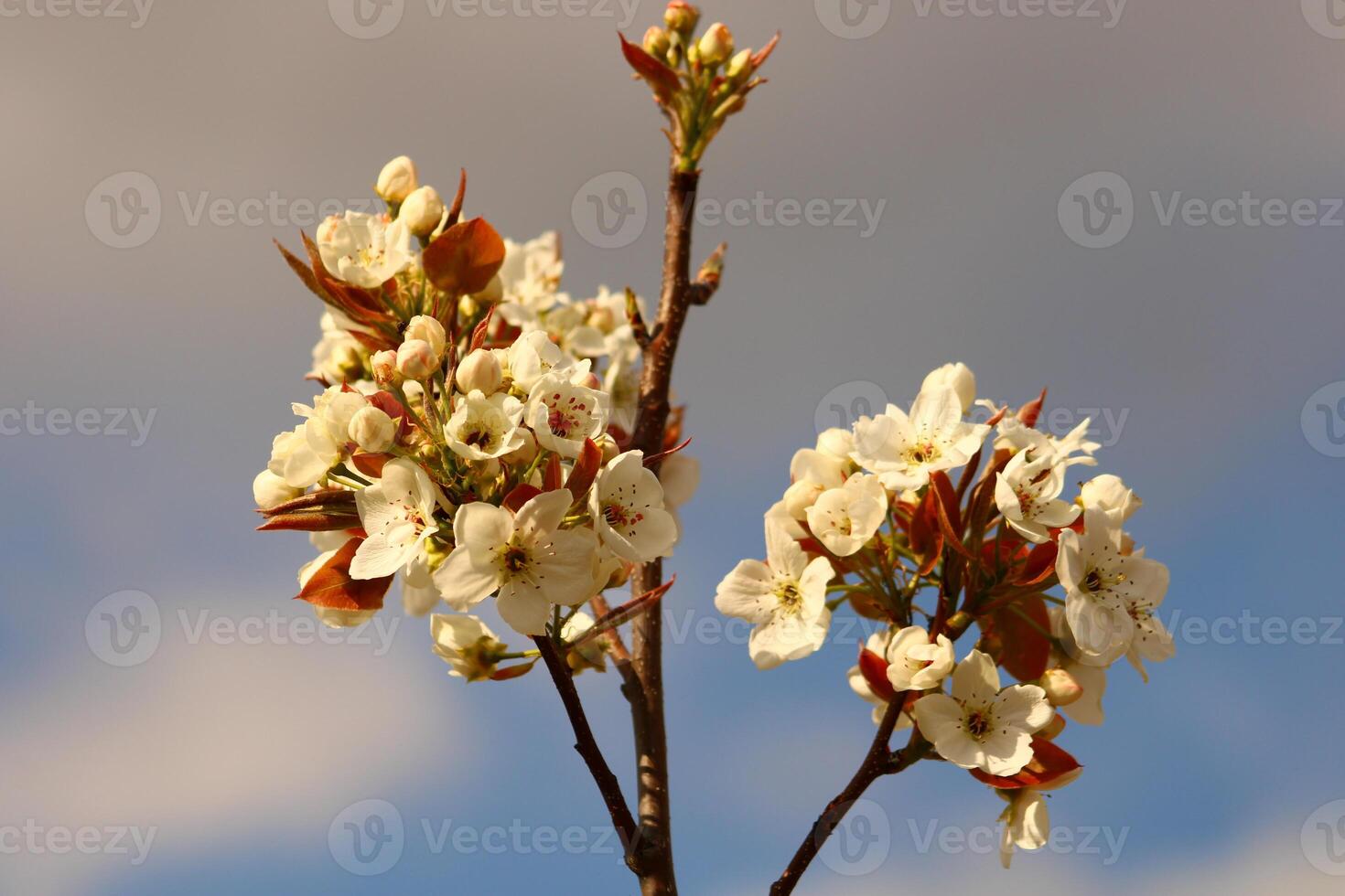 a tree branch with white flowers and a blurry background. photo