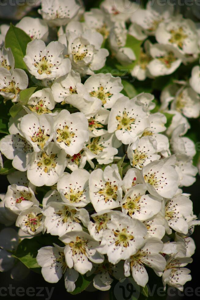 spring background. flower of pear fruit. a tree with white flowers that says spring on it. photo