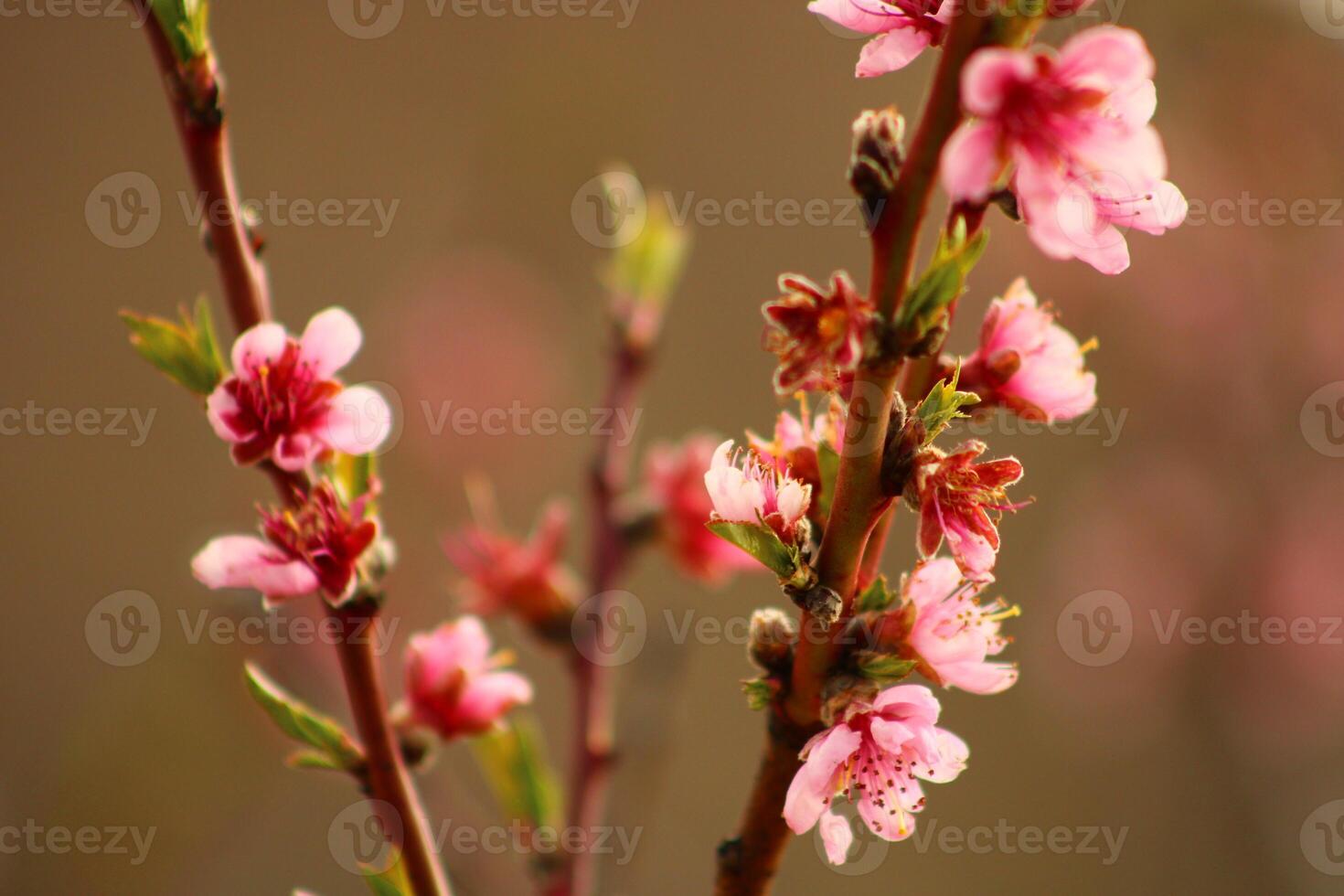 spring background. flower of peach fruit. a tree with pink flowers that are blooming photo