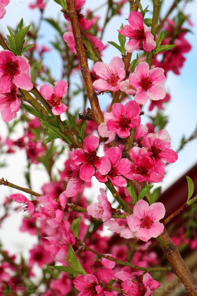 spring background. flower of peach fruit. a tree with pink flowers that are blooming photo
