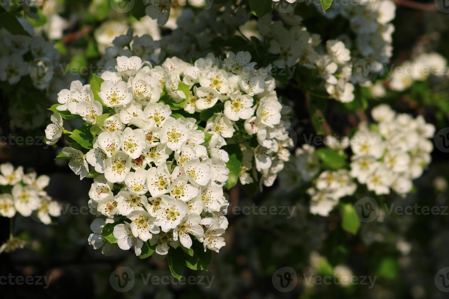 spring background. flower of pear fruit. a tree with white flowers that says spring on it. photo