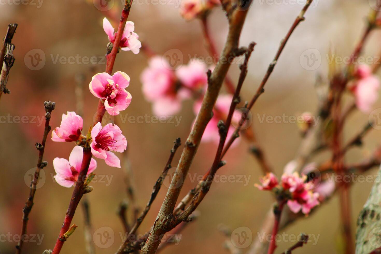 spring background. flower of peach fruit. a tree with pink flowers that are blooming photo