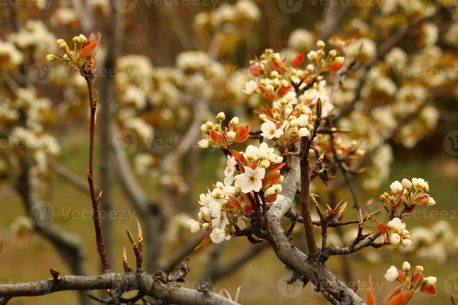 a tree branch with white flowers and a blurry background. photo