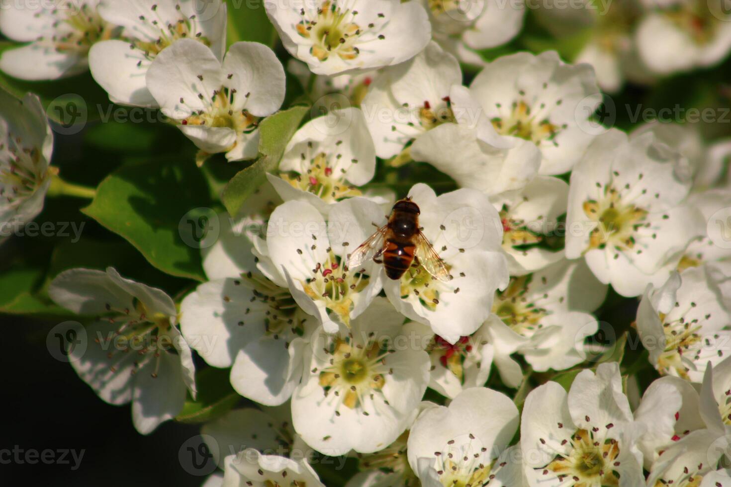 spring background. flower of pear fruit. a tree with white flowers that says spring on it. photo