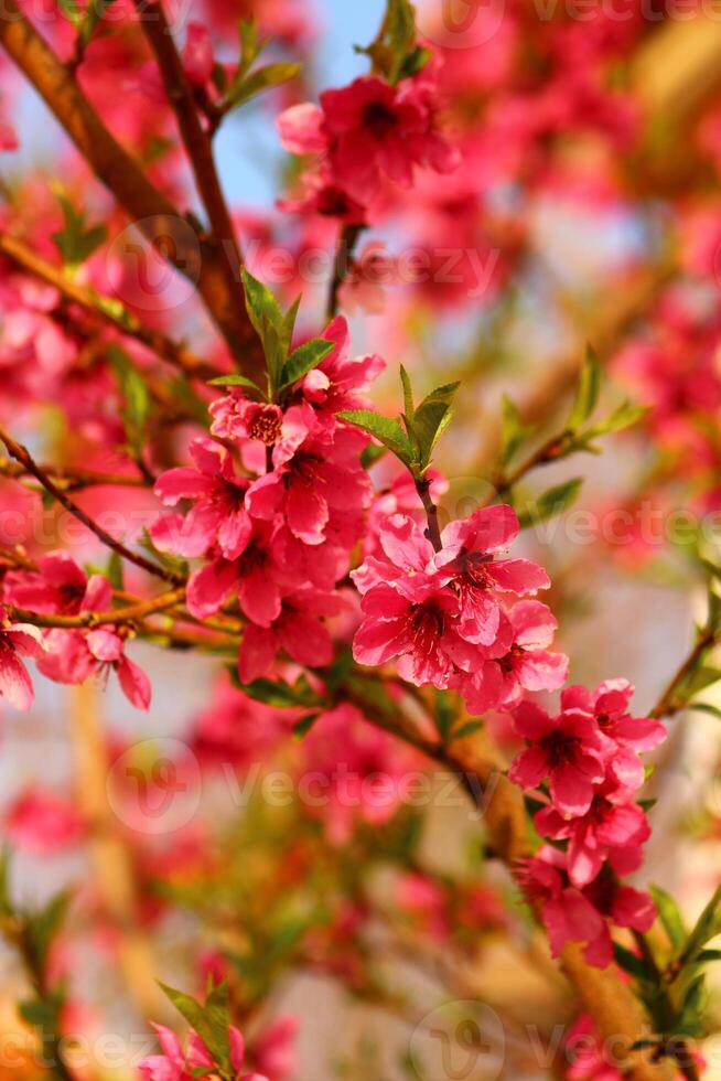 spring background. flower of peach fruit. a tree with pink flowers that are blooming photo