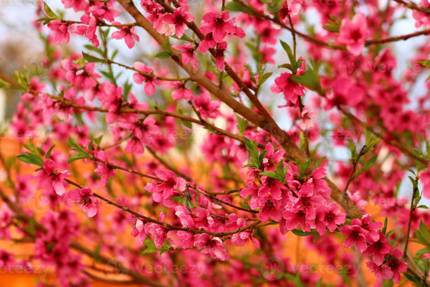 spring background. flower of peach fruit. a tree with pink flowers that are blooming photo