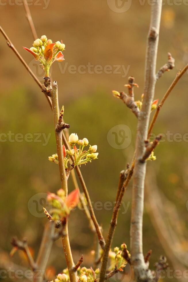 a tree branch with white flowers and a blurry background. photo