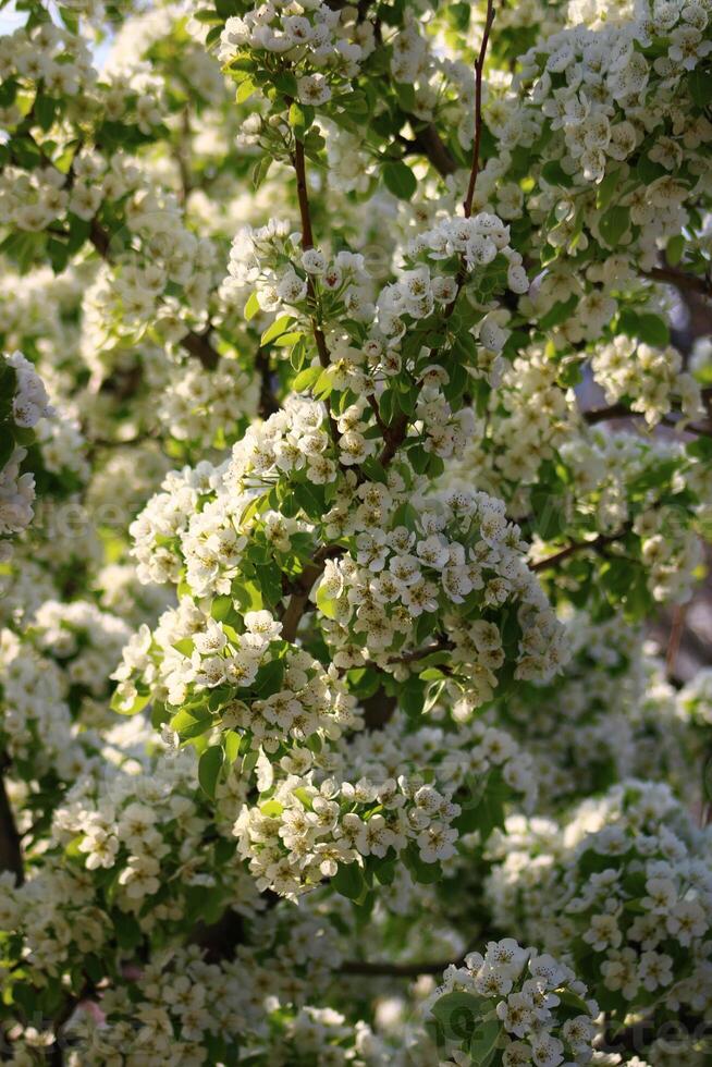 spring background. flower of pear fruit. a tree with white flowers that says spring on it. photo