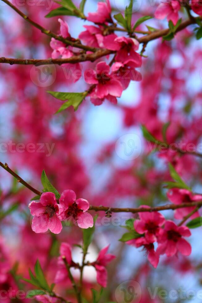 spring background. flower of peach fruit. a tree with pink flowers that are blooming photo