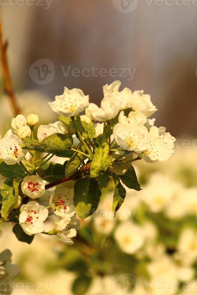 spring background. flower of pear fruit. a tree with white flowers that says spring on it. photo