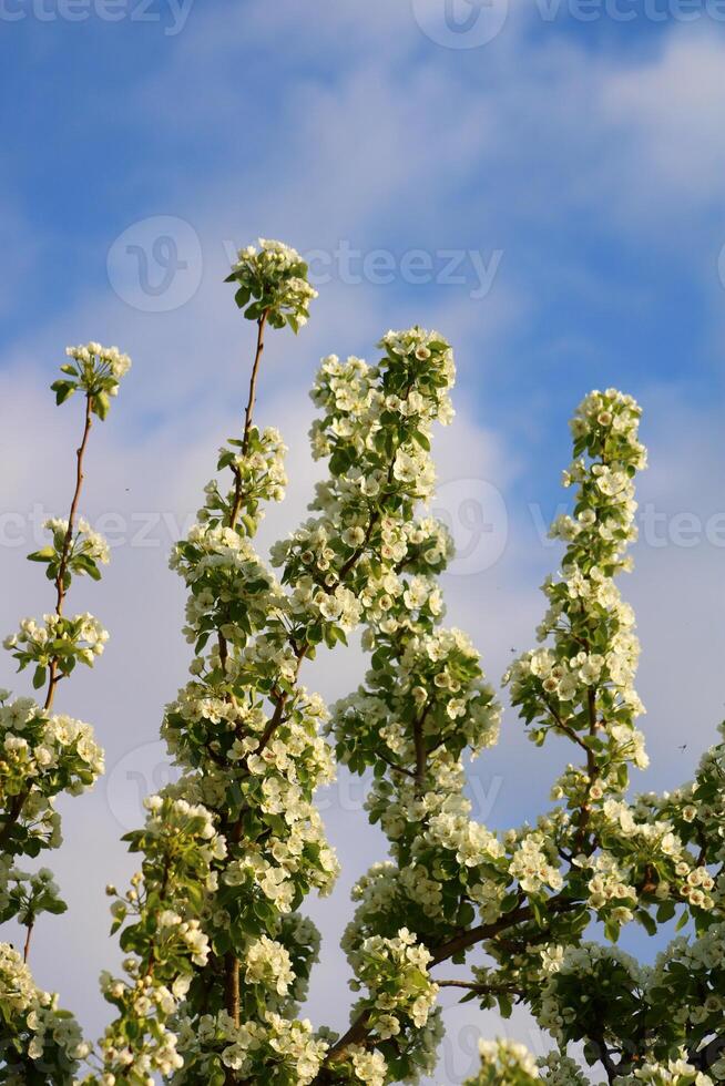 spring background. flower of pear fruit. a tree with white flowers that says spring on it. photo