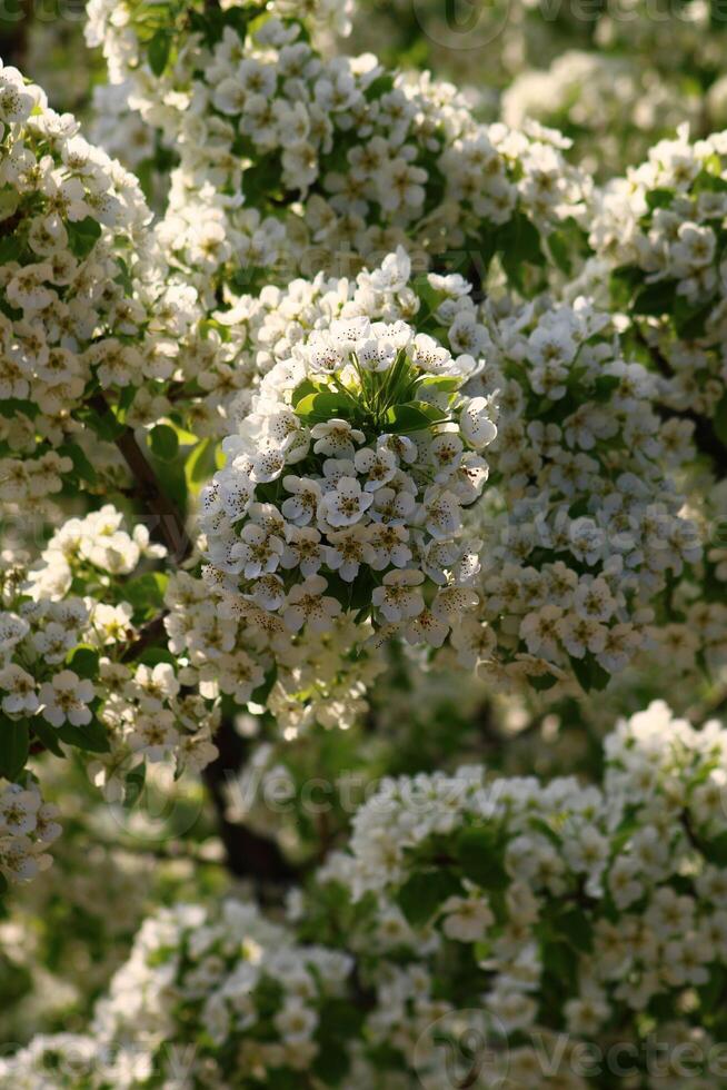 spring background. flower of pear fruit. a tree with white flowers that says spring on it. photo