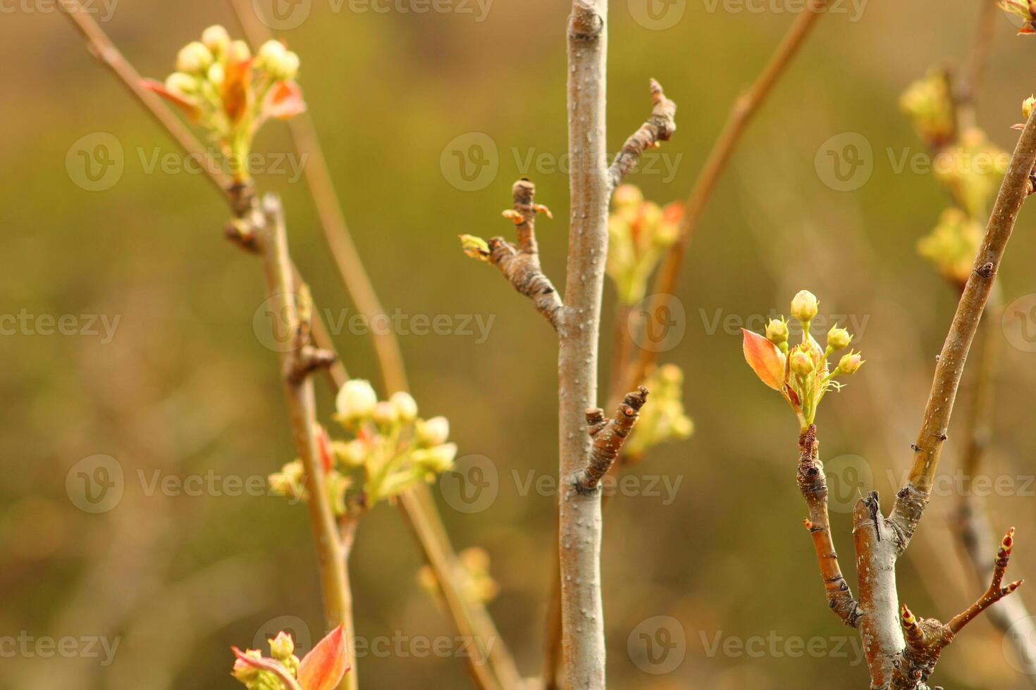 a tree branch with white flowers and a blurry background. photo