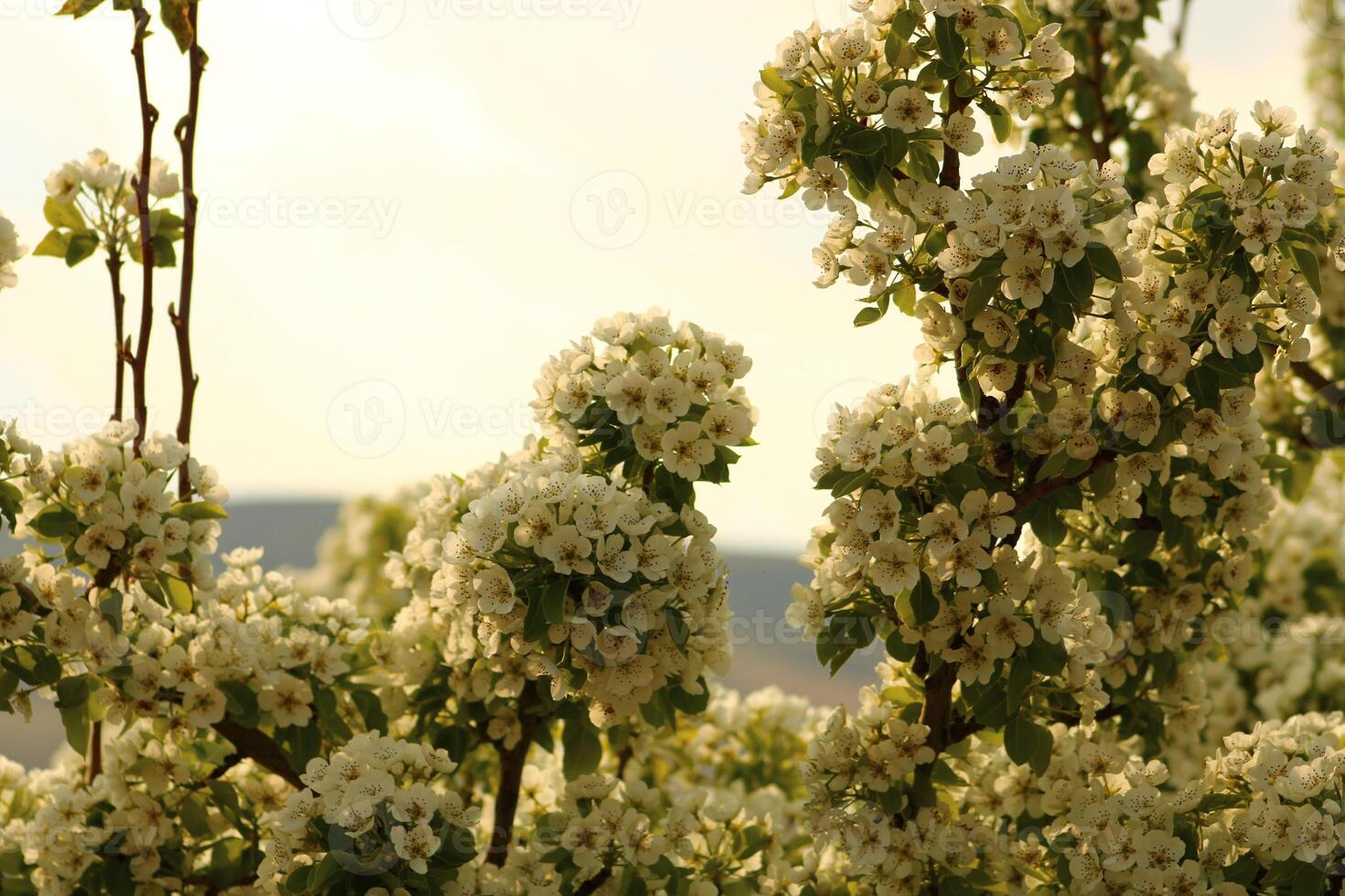 spring background. flower of pear fruit. a tree with white flowers that says spring on it. photo